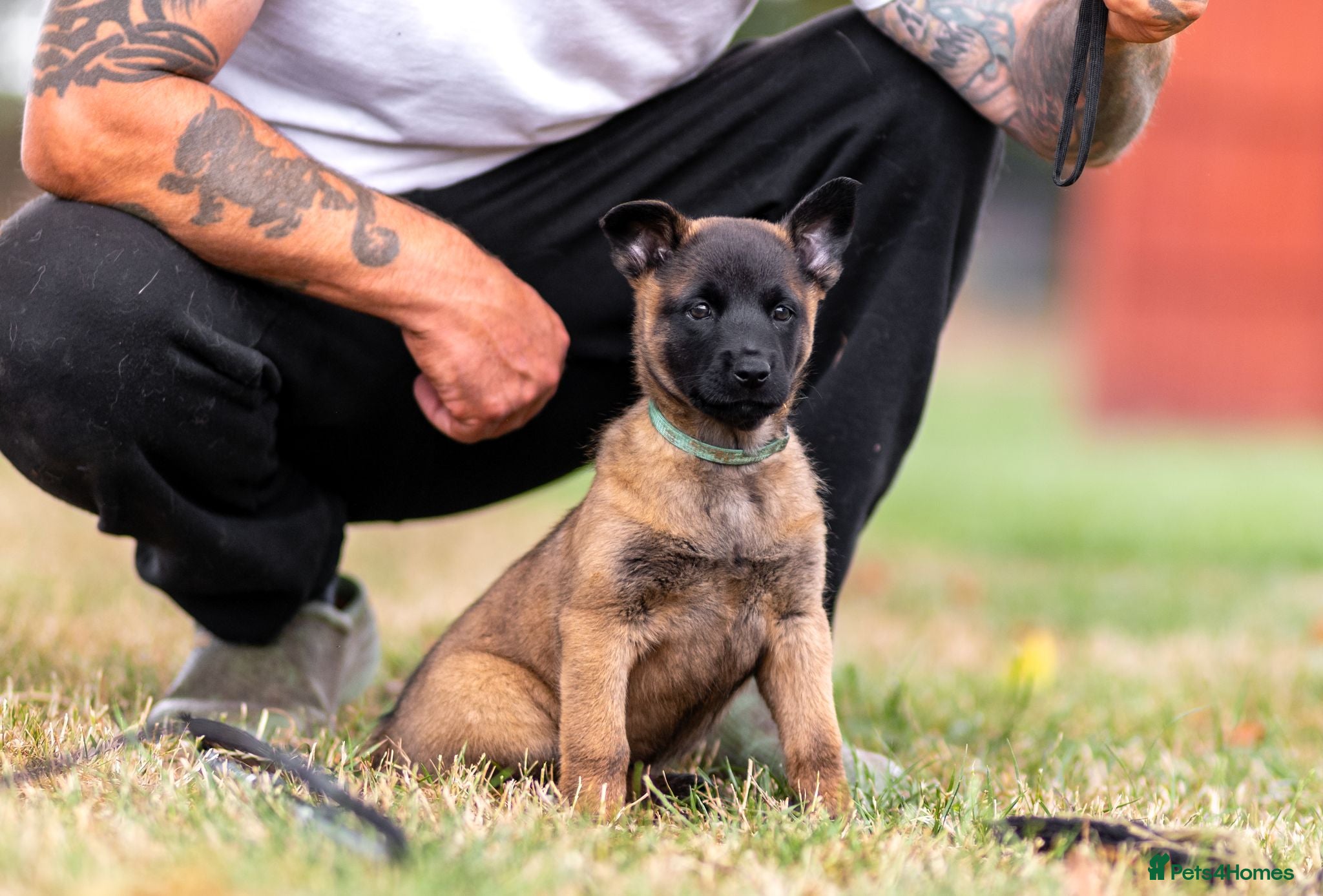 Belgian Shepherd Dog dogs KC registered NVBK line dog pup. - Advert 1