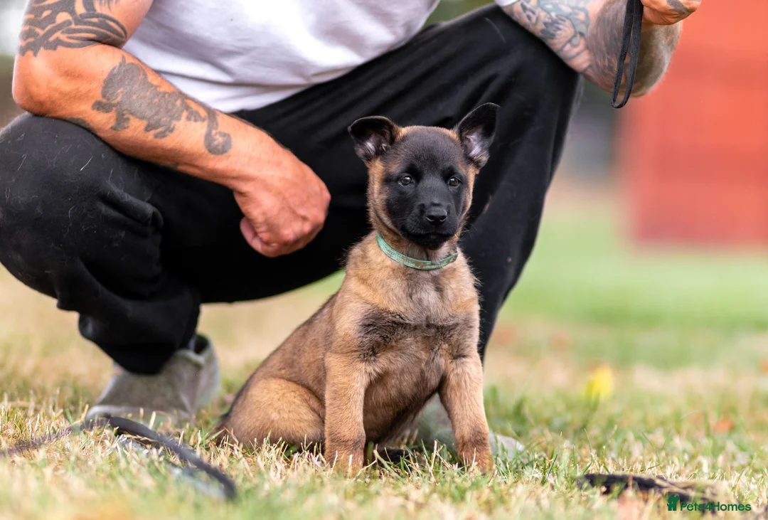 Belgian Shepherd Dog dogs for sale: KC registered NVBK line dog pup. - Advert 1