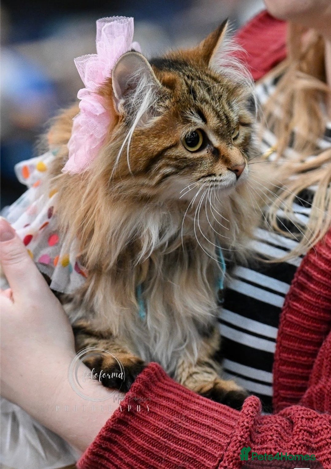 Kurilian Bobtail cats for sale: Young adult spayed Kurilian bobtail for 5* home - Advert 2