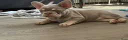 French Bulldog dogs for sale: Meet Bear 🐻 in Saint Helens - Advert 9