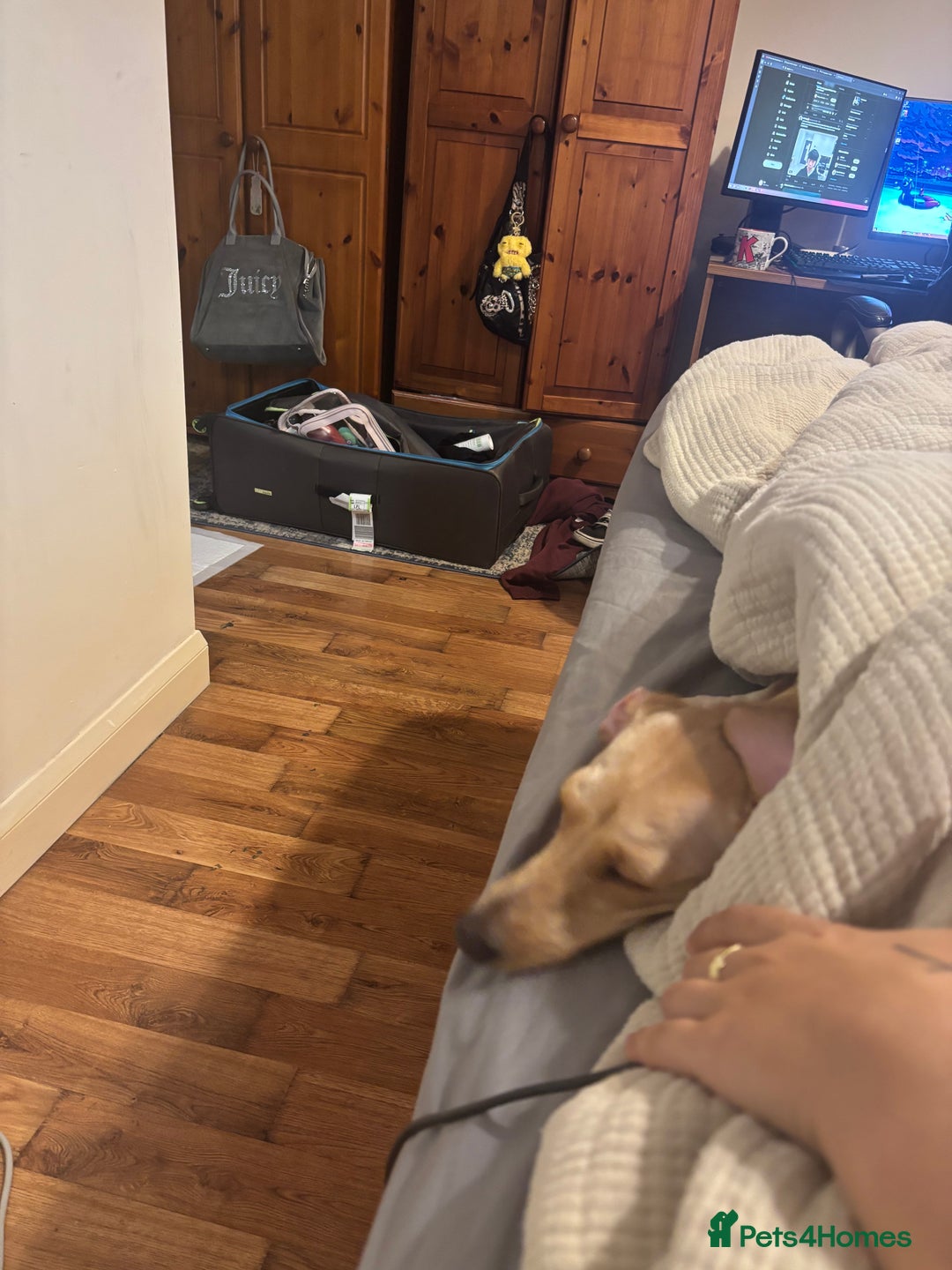 Dachshund dogs for sale: AD CURRENTLY ON HOLD  - Advert 12