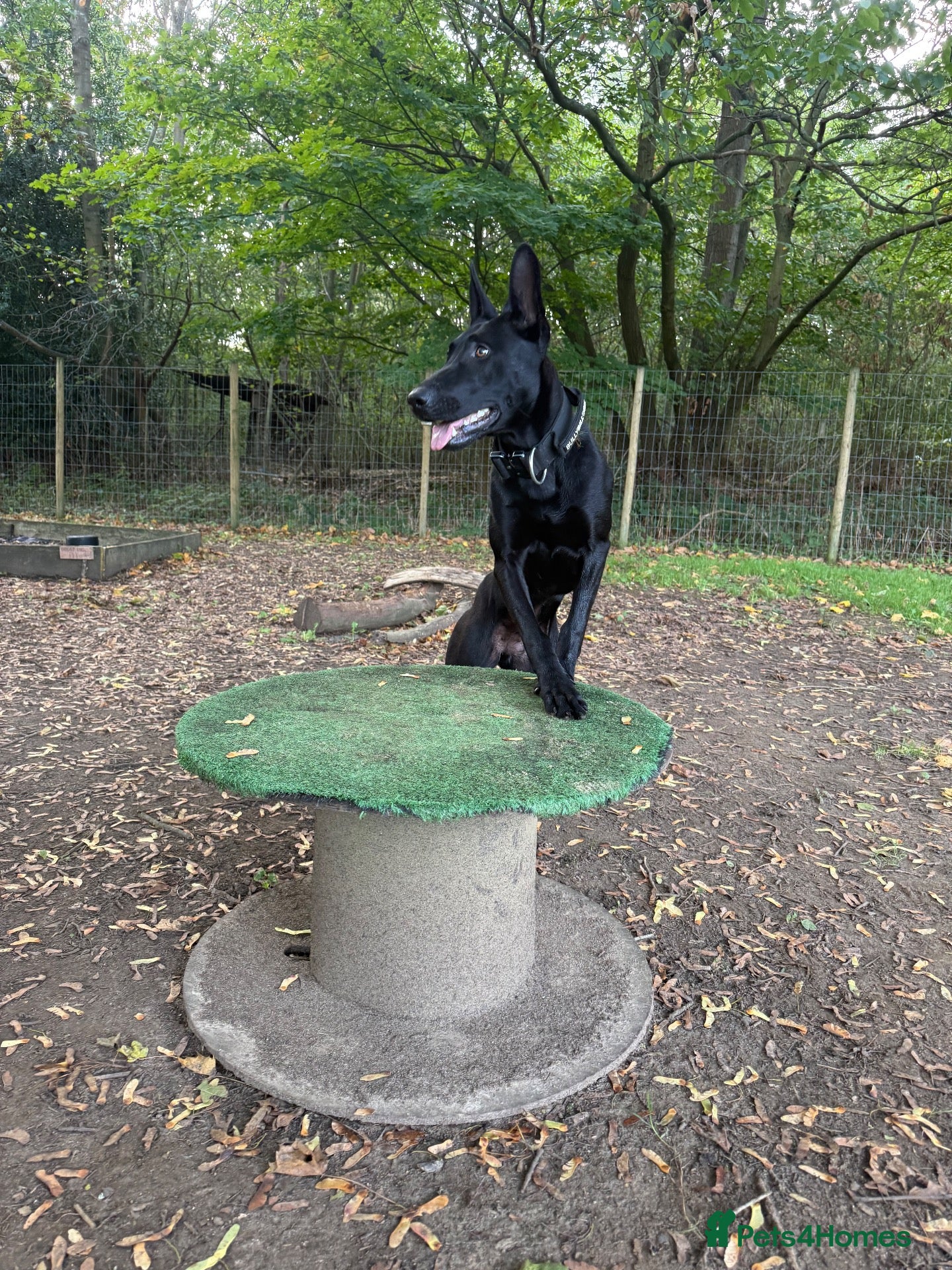 Mixed Breed dogs Malinois cross  - Advert 2