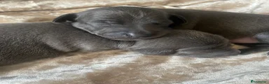 Italian Greyhound Puppy 3