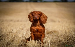 Sprocker dogs for sale: Exceptional working-line puppies for loving homes! - Image 34