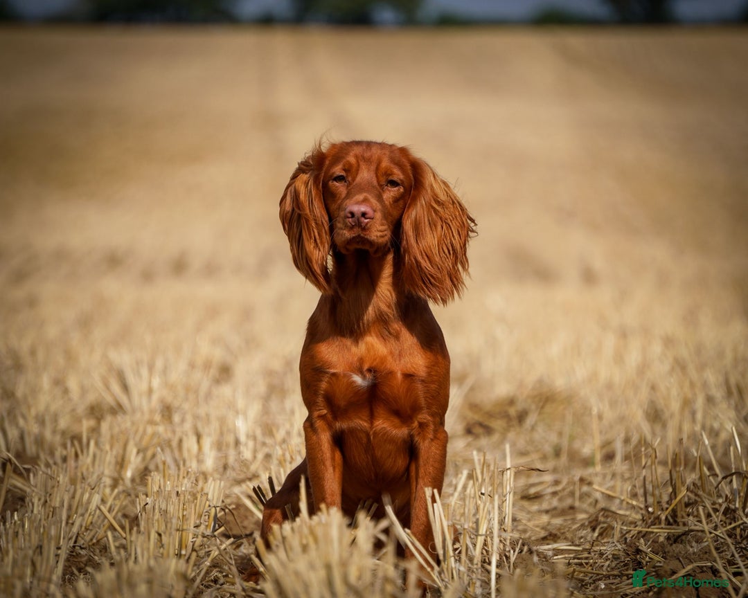 Sprocker dogs for sale: Exceptional working-line puppies for loving homes! - Image 34