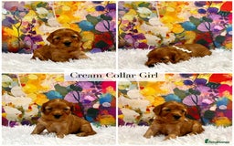 Cockapoo dogs for sale: ⭐️F2B Hypoallergenic DNA CLEAR Red Mini Cockapoos - Image 4