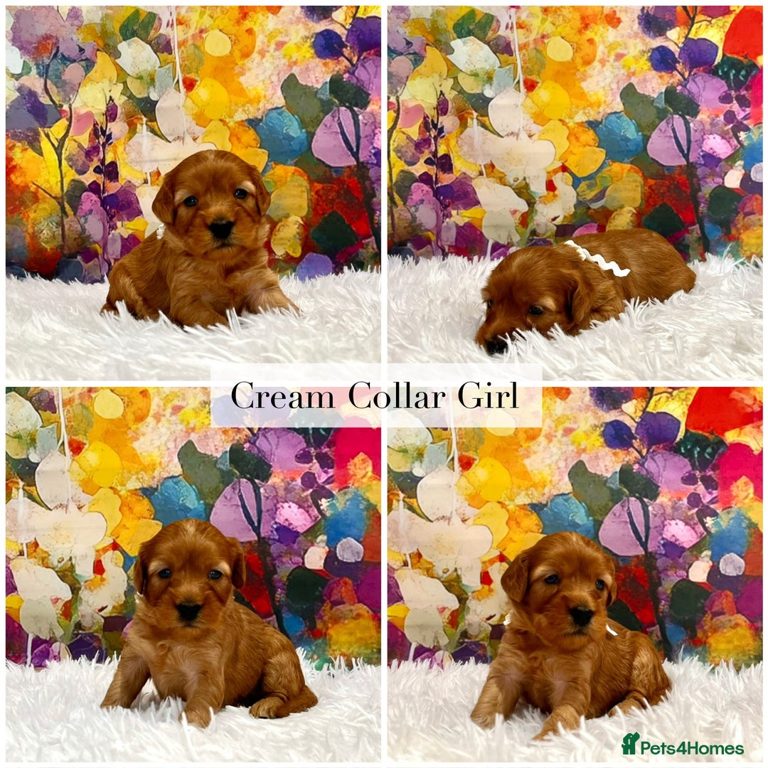 Cockapoo dogs for sale: ⭐️F2B Hypoallergenic DNA CLEAR Red Mini Cockapoos - Image 4