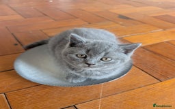 British Shorthair cats for sale: Two remaining British blue shorthair kittens  - Image 12