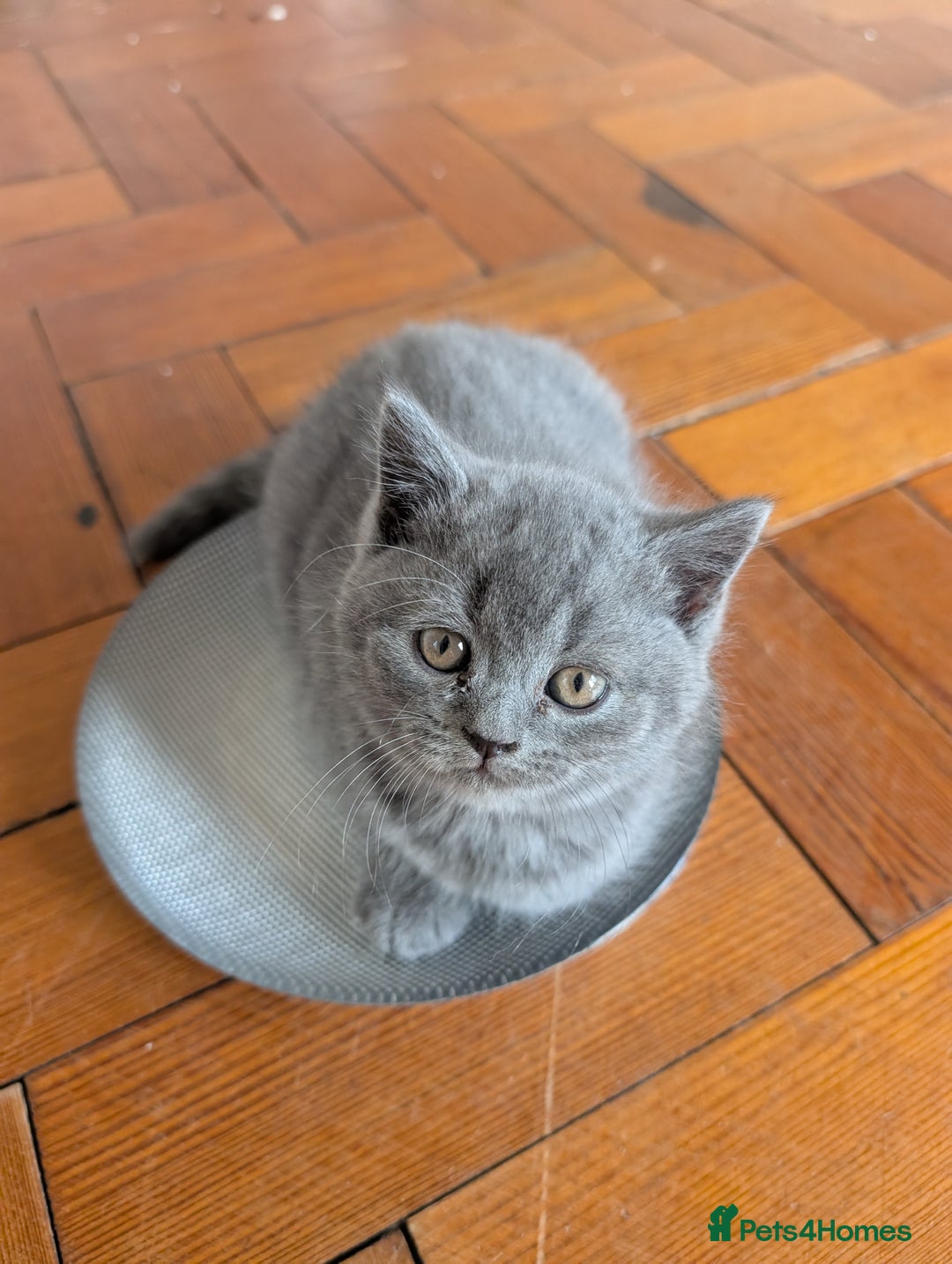 British Shorthair cats for sale: Two remaining British blue shorthair kittens  - Image 12