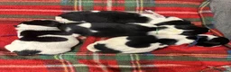 Jack Russell dogs for sale: Beautiful 5 months old Jack Russell pups. - Advert 9