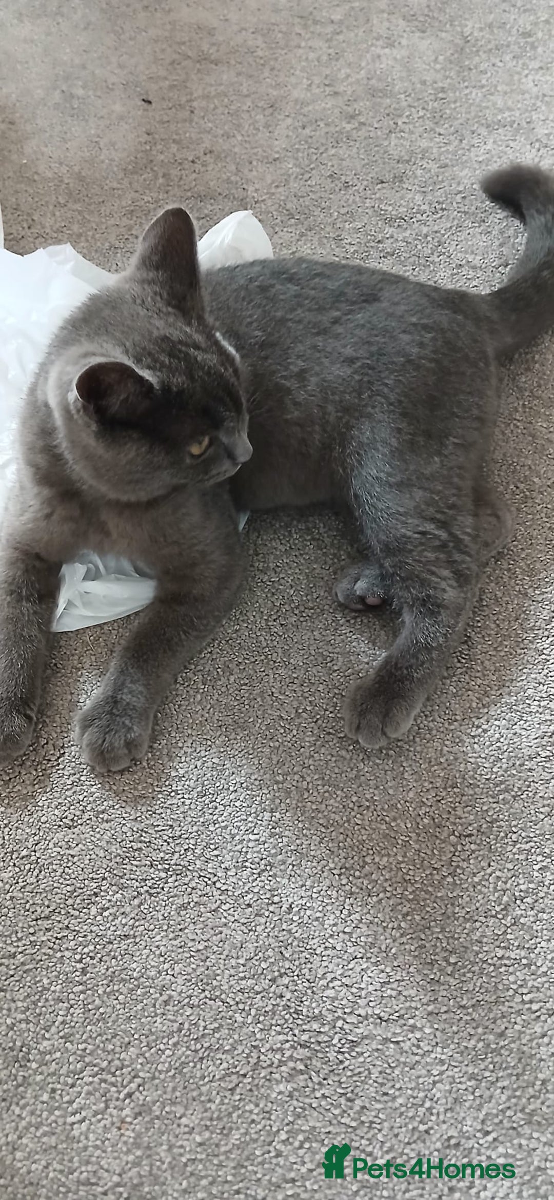 British Shorthair cats for sale: British shorthair NEEDS TO GO AS SOON AS POSSIBLE - Image 2