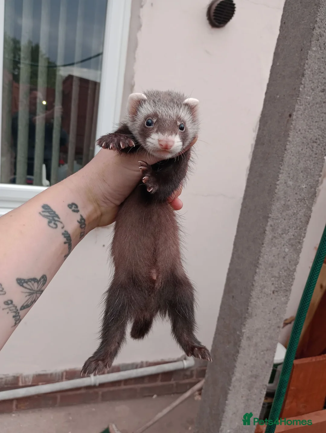 Ferret rodents for sale: 🐾Baby Ferret Kits Ready to leave🐾 - Advert 4