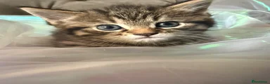 Brown tabby