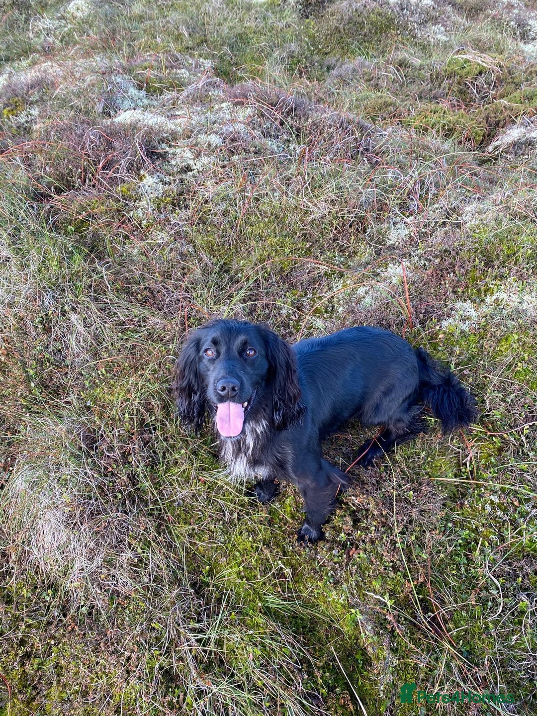 Cocker Spaniel dogs for sale: KC reg working cocker spaniel pup - Advert 7