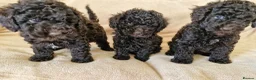 Miniature Poodle dogs for sale: Miniature poodle  - Advert 2