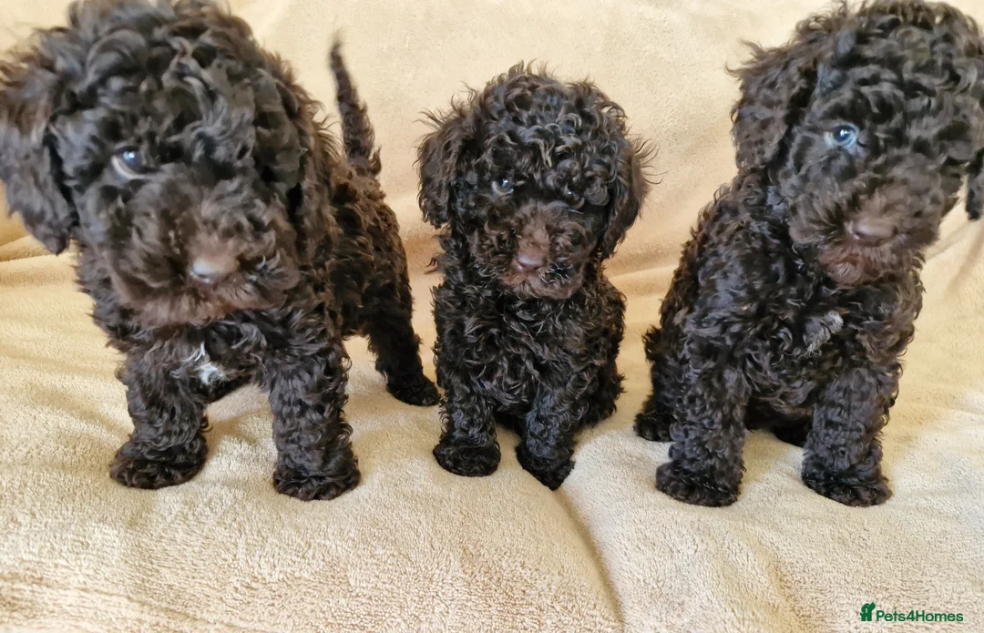 Miniature Poodle dogs for sale: Miniature poodle  - Advert 2