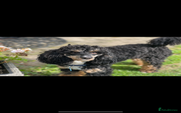 Poodle dogs for stud: GORGEOUS PHANTOM POODLE STUD  - Image 2