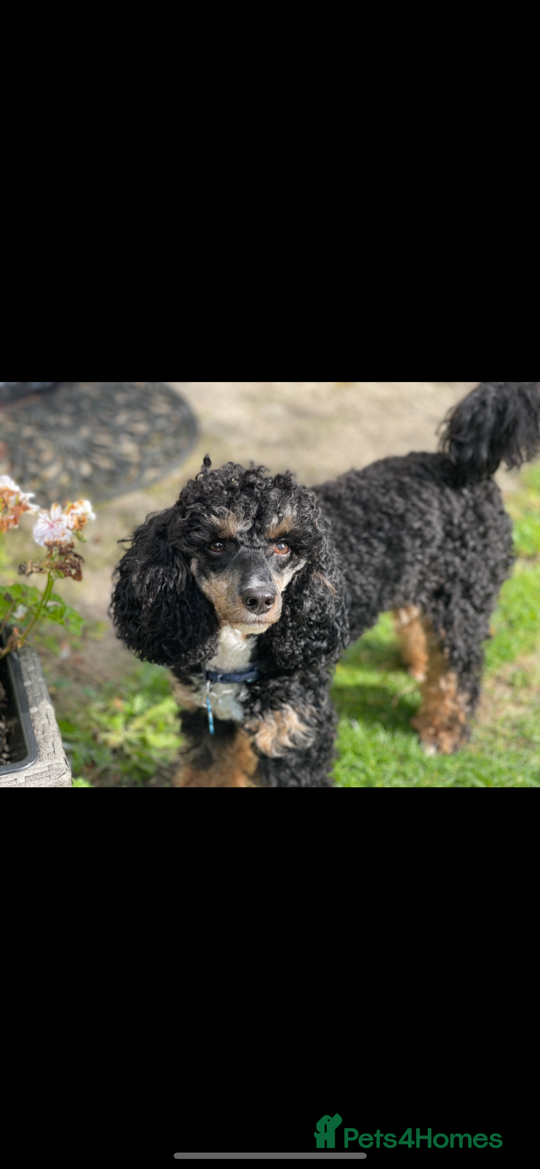 Poodle dogs for stud: GORGEOUS PHANTOM POODLE STUD  - Image 2