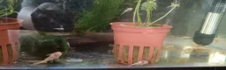 Plecos fish for sale: Albino bristlenose pleco babies and guppy fry  in Waterlooville - Advert 3