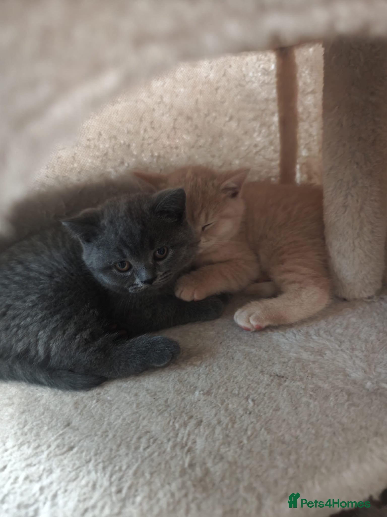 British Shorthair cats BSH Kittens: Cream Boy & Blue-Grey Girl - Advert 18