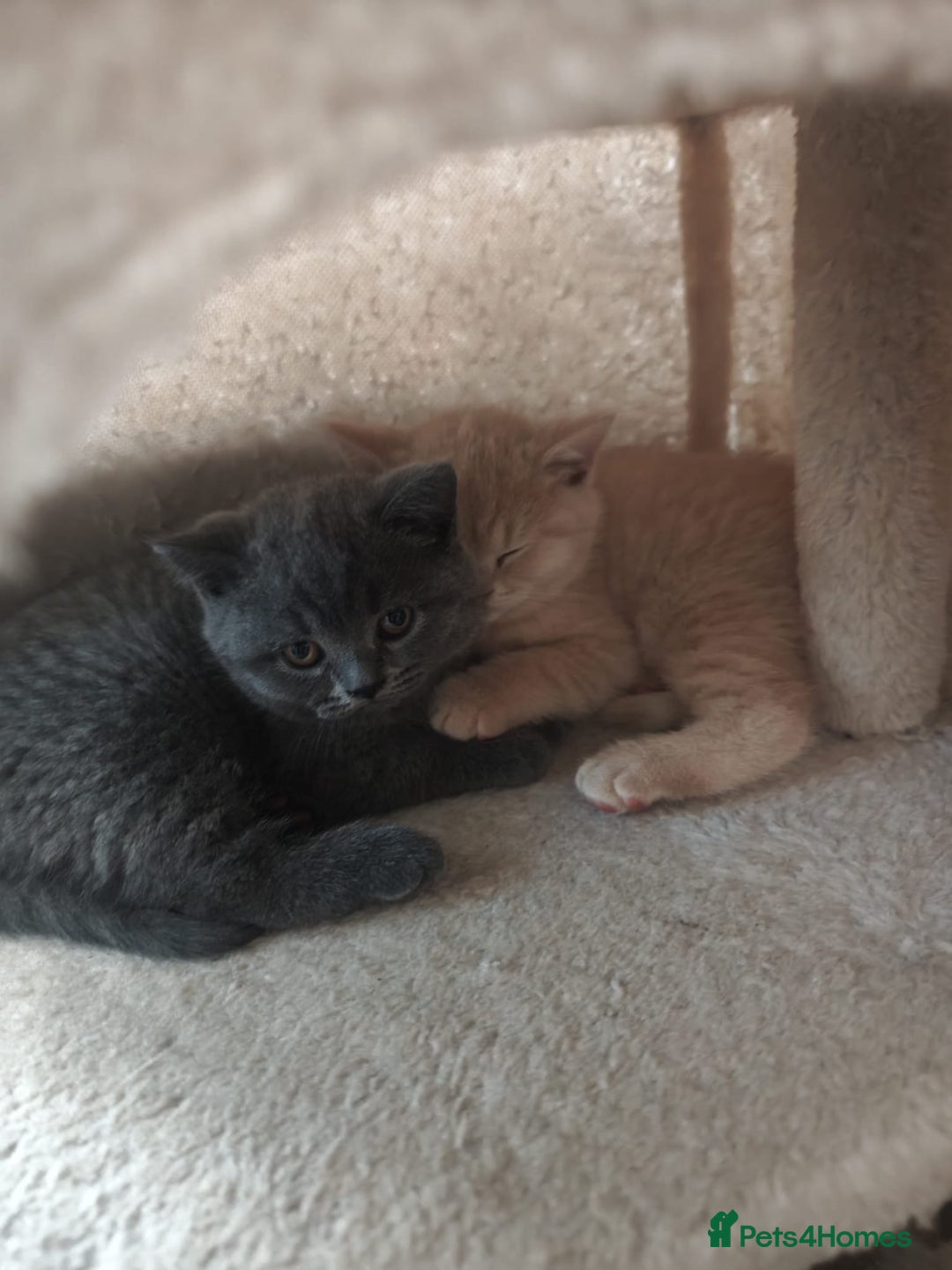 British Shorthair cats for sale: BSH Kittens: Cream Boy & Blue-Grey Girl - Advert 1