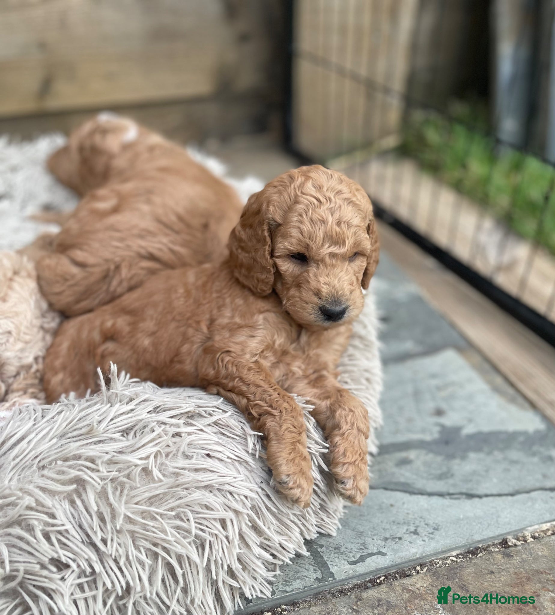 Mixed Breed dogs Australian Labradoodle Puppies for Sale - Advert 2