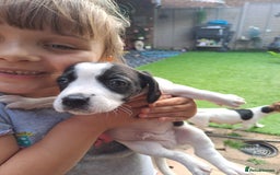 Mixed Breed dogs for sale: Jack Russell and Coker Spaniel  - Image 16