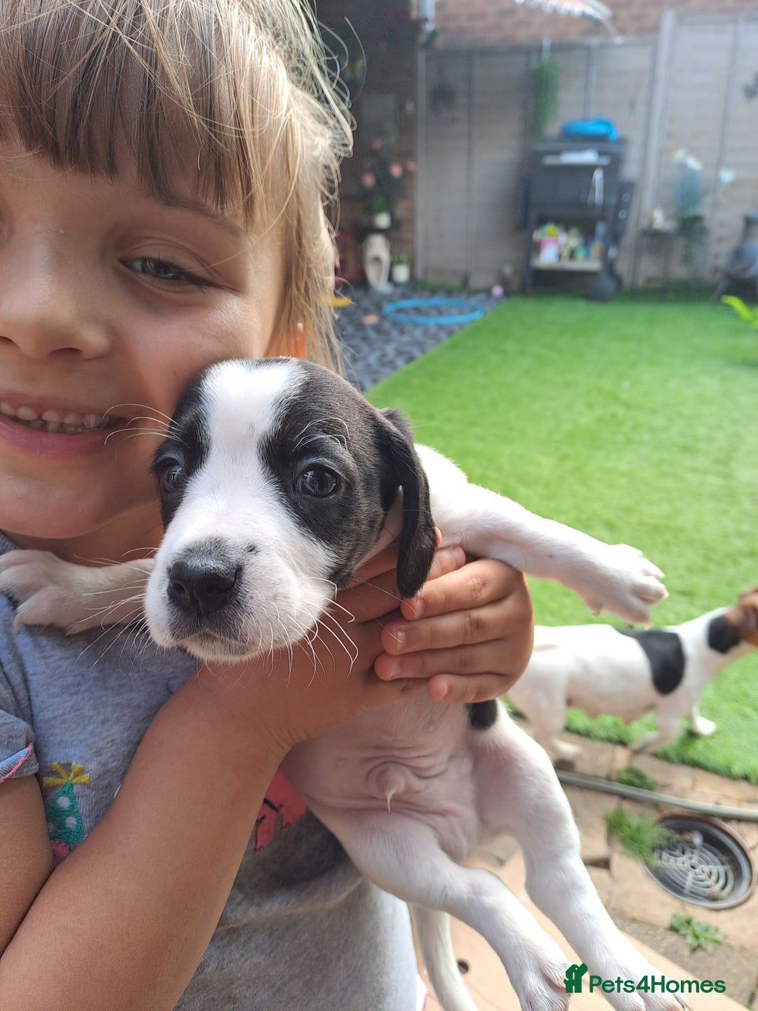 Mixed Breed dogs for sale: Jack Russell and Coker Spaniel  - Image 16