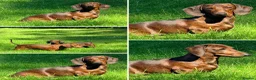 Miniature Dachshund dogs for sale: KC PRA Clear Champion lines Miniature Dachshunds - Advert 7