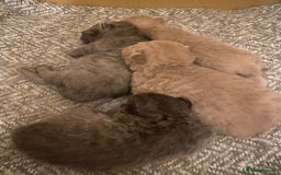 British Shorthair cats for sale: British Shorthair Kittens For Sale - Advert 18