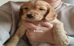 Cocker Spaniel dogs for sale: Working Cocker Spaniel Puppies for Sale - Image 26