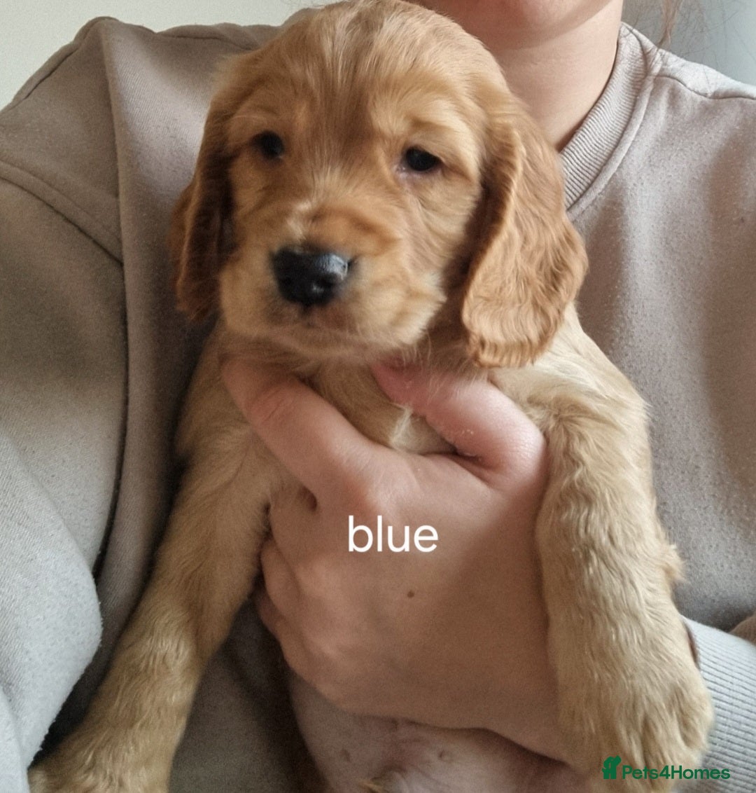 Cocker Spaniel dogs for sale: Working Cocker Spaniel Puppies for Sale - Image 26