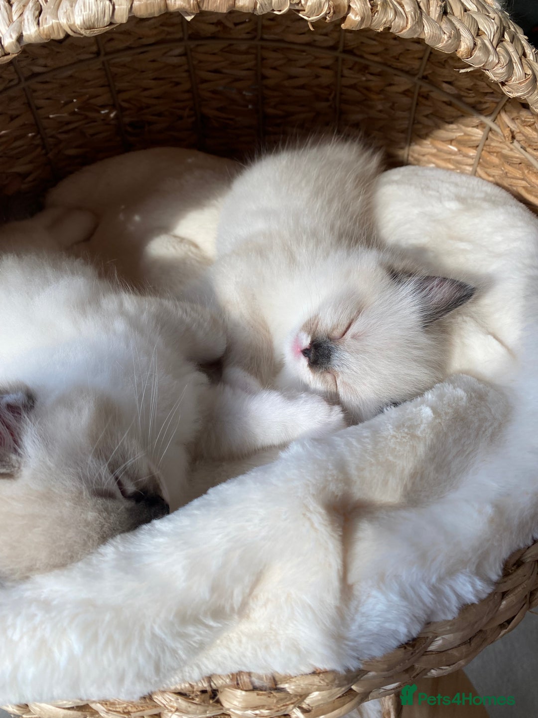 Ragdoll cats for sale: 🐾GCCF Family Reared Ragdoll Kittens🐾 - Image 15