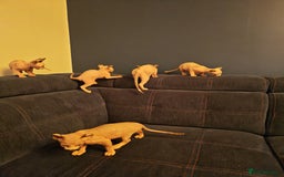 Sphynx cats for sale: Beautiful Pure Sphynx Kittens – Ready Now! - Image 20