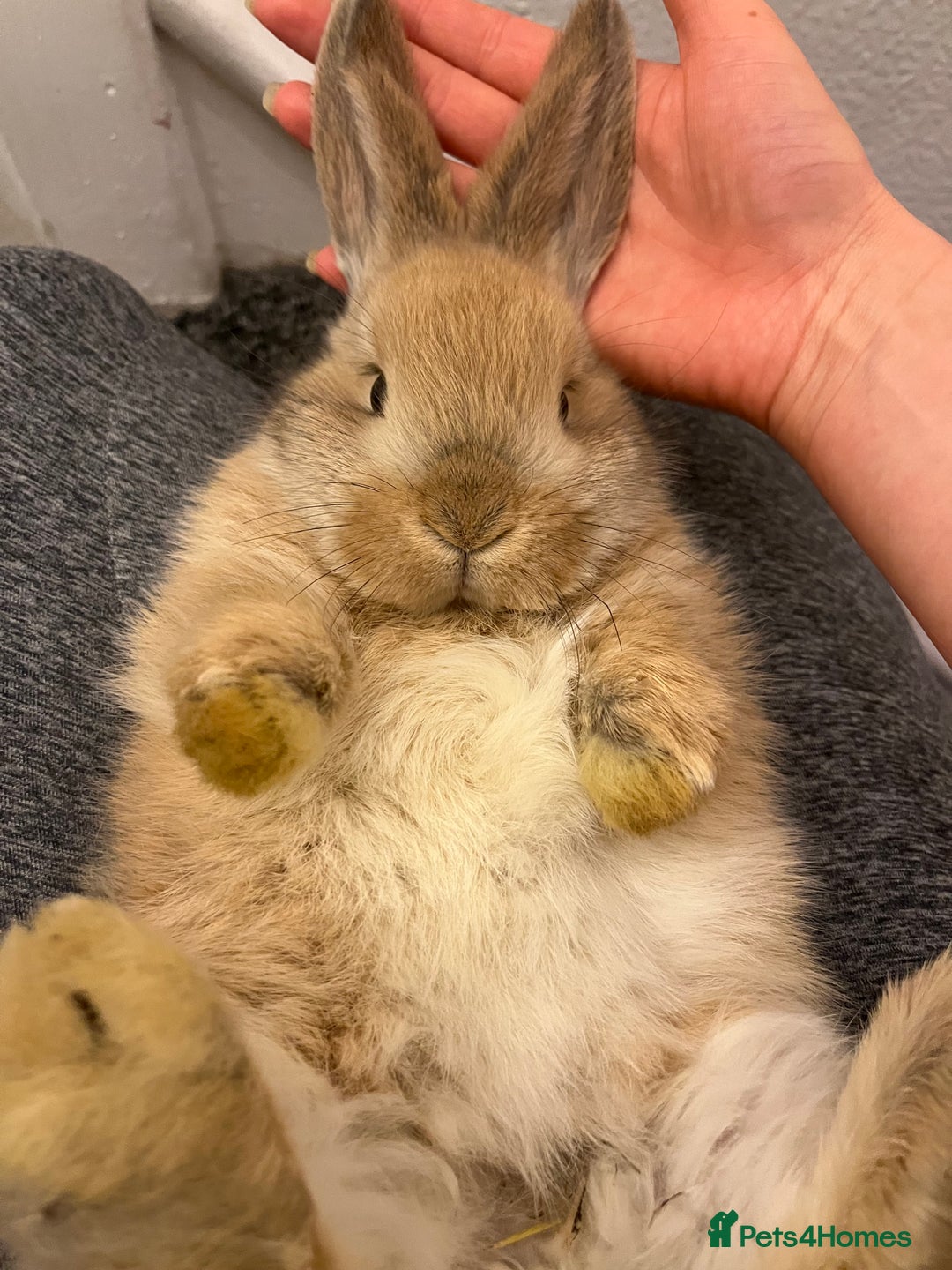 French Lop rabbits for sale: Little bunny’s  - Advert 10