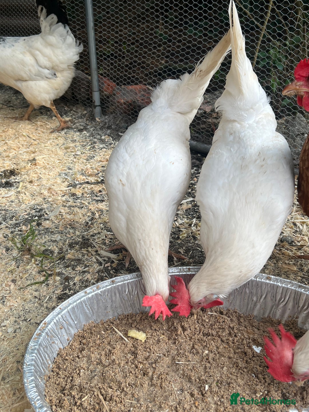 Chickens poultry for sale: White leghorns and Chicks - Advert 12