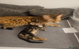 Bengal cats for sale: Bengal x Savannah hybrid Kittens - Image 4