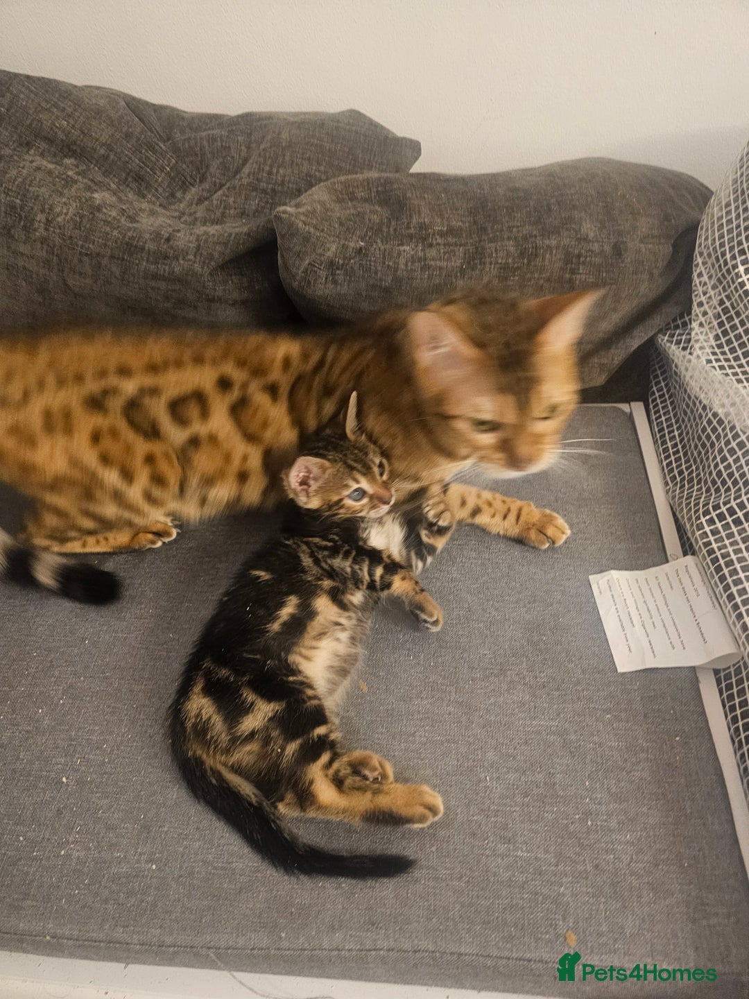 Bengal cats for sale: Bengal x Savannah hybrid Kittens - Image 4
