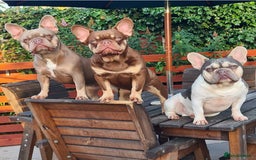French Bulldog dogs for stud: 🐾⭐️New Shade Rojo tan RFG 0, 6 panel clear⭐️🐾 in Birmingham - Image 5