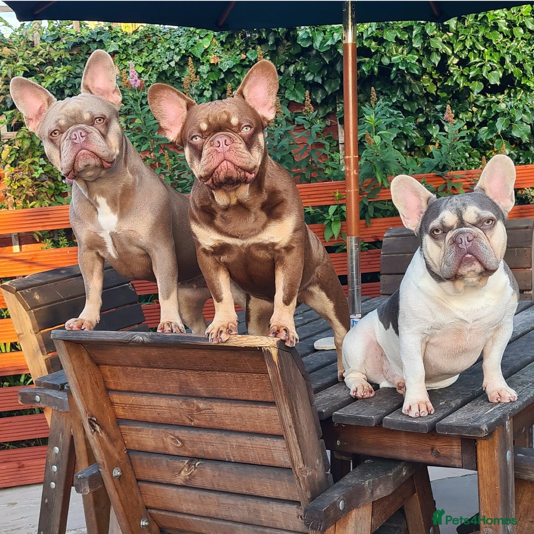 French Bulldog dogs for stud: 🐾⭐️New Shade Rojo tan RFG 0, 6 panel clear⭐️🐾 in Birmingham - Image 5