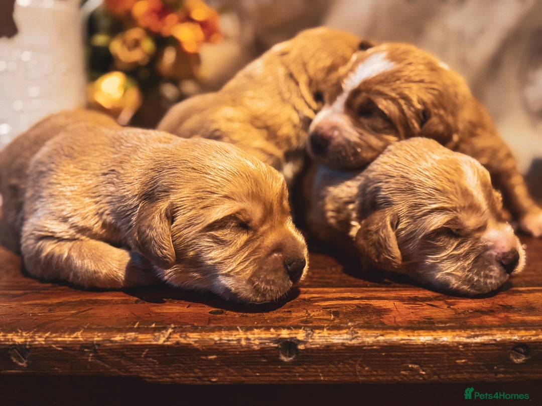 Cockerdor dogs for sale: Beautiful Deep Red Cockerdors Cockadors - Advert 4