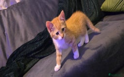 Mixed Breed cats for sale: Beautiful Kittens  - Image 3