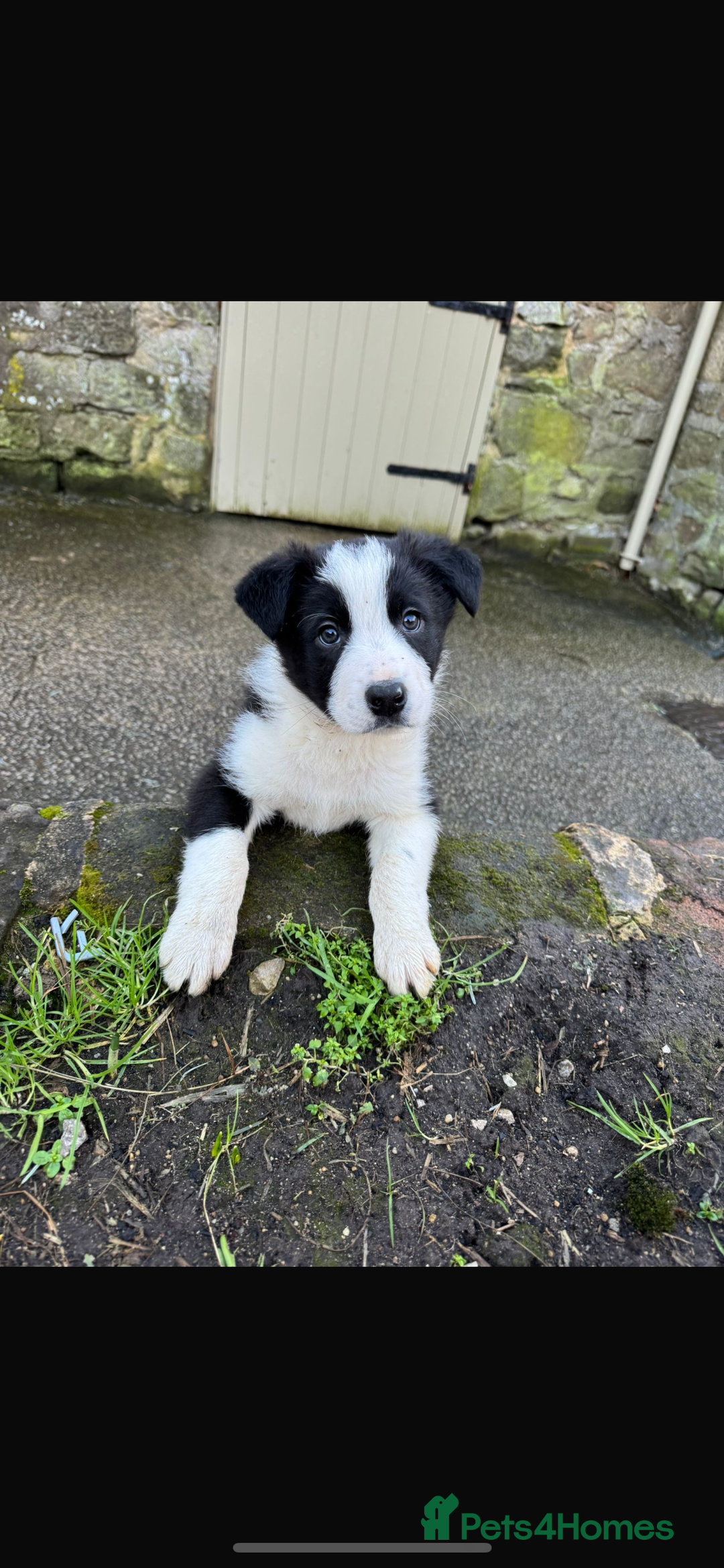 Border Collie dogs for sale: Gorgeous Border Collie pups - Advert 1