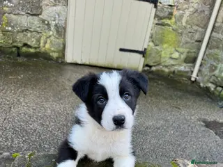 Border Collie dogs Gorgeous Border Collie pups - Advert 4
