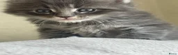 Maine Coon cats for sale: Maine Coon boy  - Advert 14