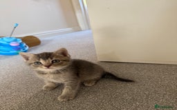 British Shorthair cats for sale: BSH X Scottish  - Image 8