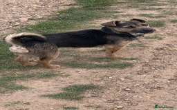 Jack Russell dogs for sale: Much Wenlock Jack Russell Pups  - Image 9