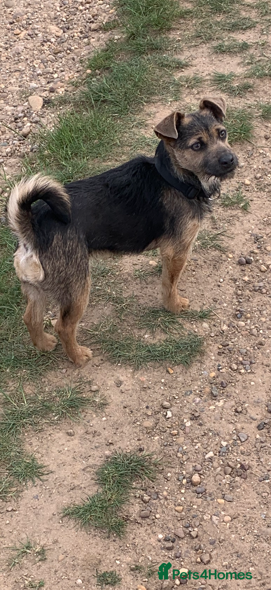 Jack Russell dogs for sale: Much Wenlock Jack Russell Pups  - Image 9