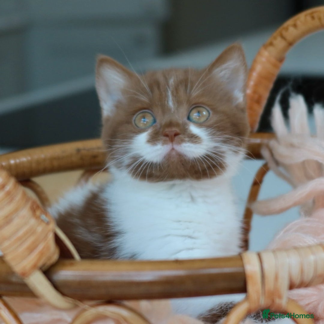 British Shorthair cats for sale: British Shorthair Kittens - Reg & Licensed - Image 5