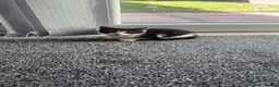 Mixed Breed cats for sale: 1 female tabby and 1 male black and white - Advert 4